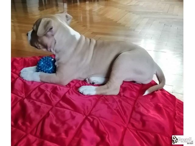 Americki Staford Terier