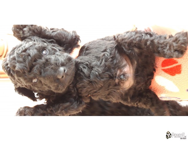 Пудлици црни- спремни за резервирање 