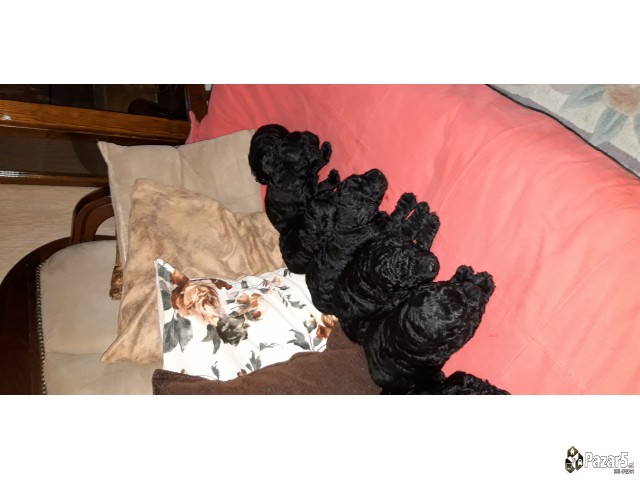 Пудлици црни- спремни за резервирање 