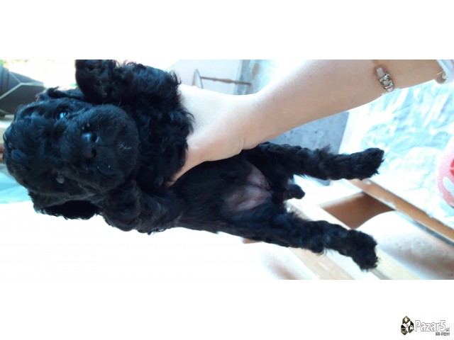 Пудлици црни- спремни за резервирање 