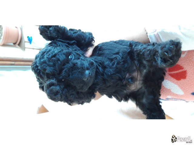 Пудлици црни- спремни за резервирање 