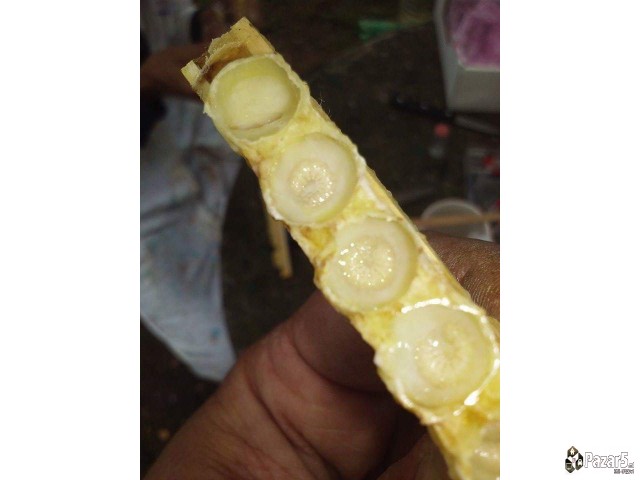 Матичен млеч