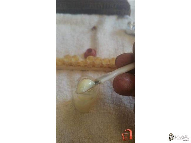 Матичен млеч