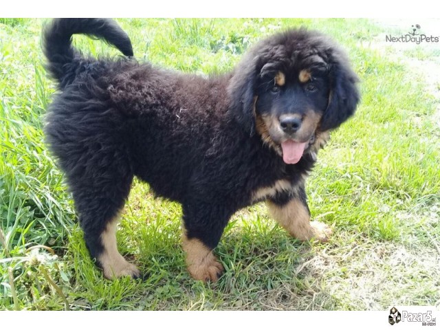 Purebredni Tibetanski Masstif