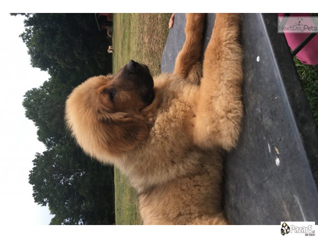 Purebredni Tibetanski Masstif