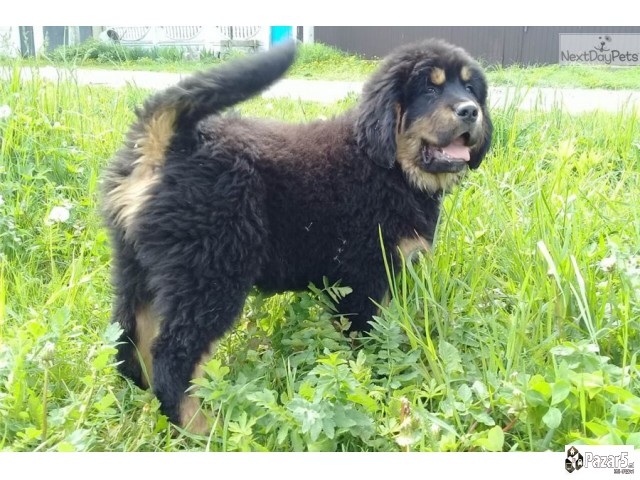 Purebredni Tibetanski Masstif