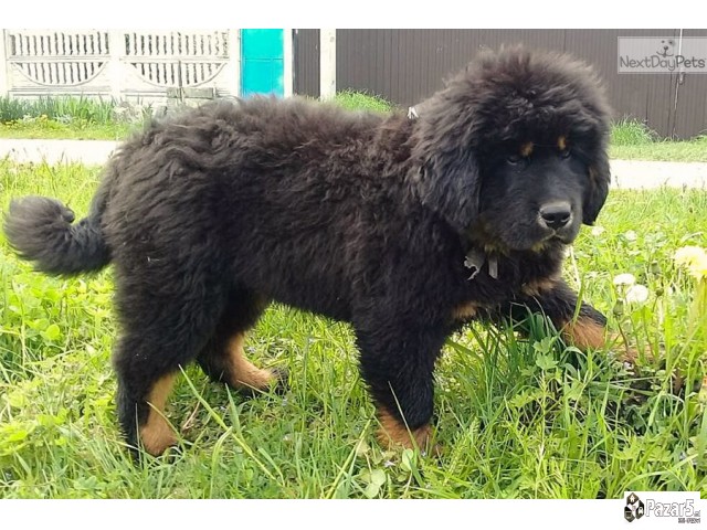 Purebredni Tibetanski Masstif