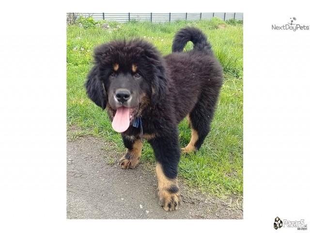 Purebredni Tibetanski Masstif