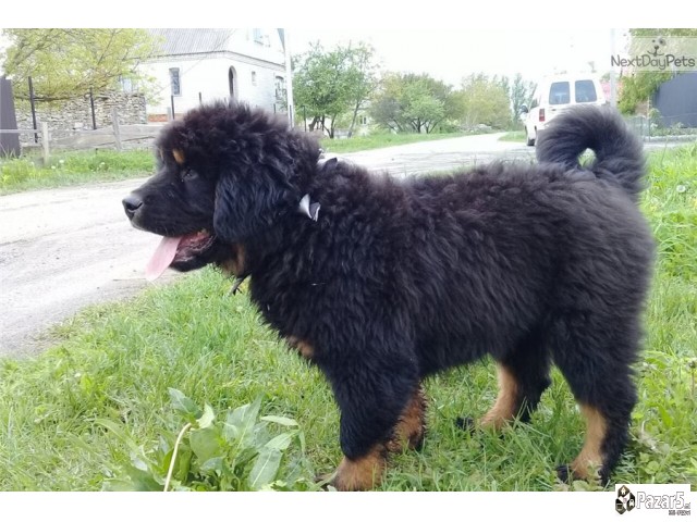 Purebredni Tibetanski Masstif