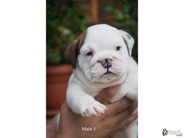 English Bulldog
