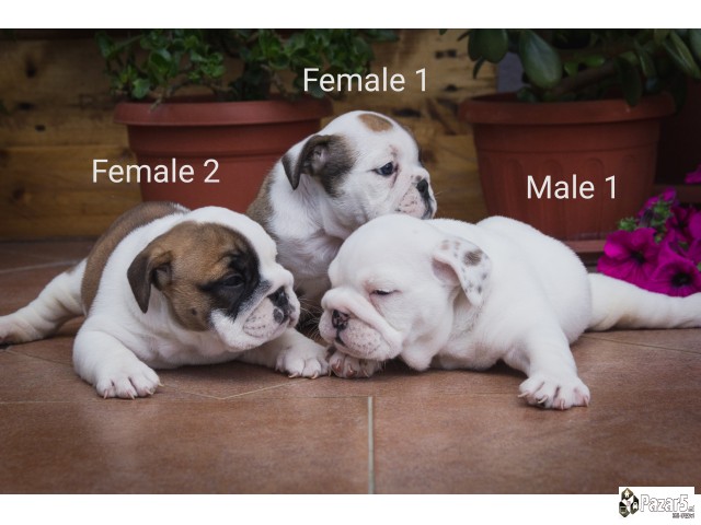 English Bulldog