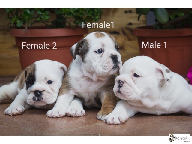 English Bulldog