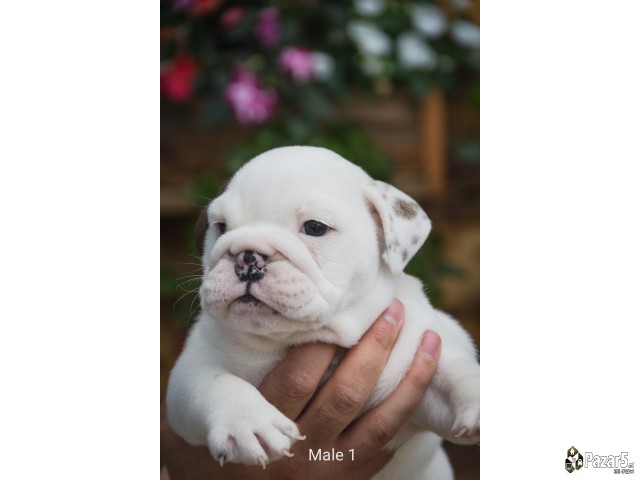 English Bulldog