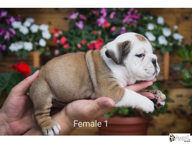 English Bulldog