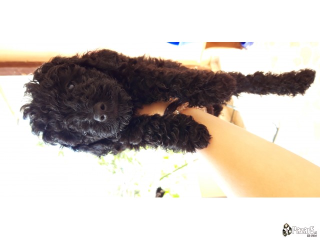 Се продава мала машка црна француска пудлица