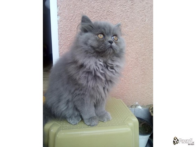 * Se Prodavaat Prekrasni Persiski Macinja *