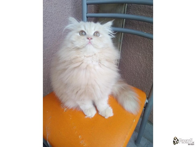 * Se Prodavaat Prekrasni Persiski Macinja *