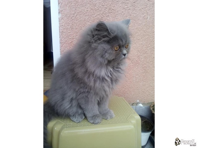 * Se Prodavaat Prekrasni Persiski Macinja *