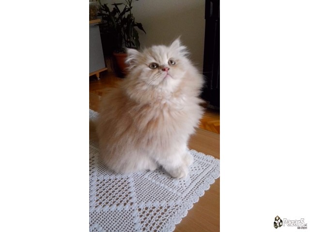 * Se Prodavaat Prekrasni Persiski Macinja *