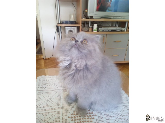 * Se Prodavaat Prekrasni Persiski Macinja *