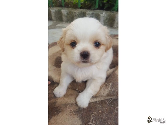 Пекинезери