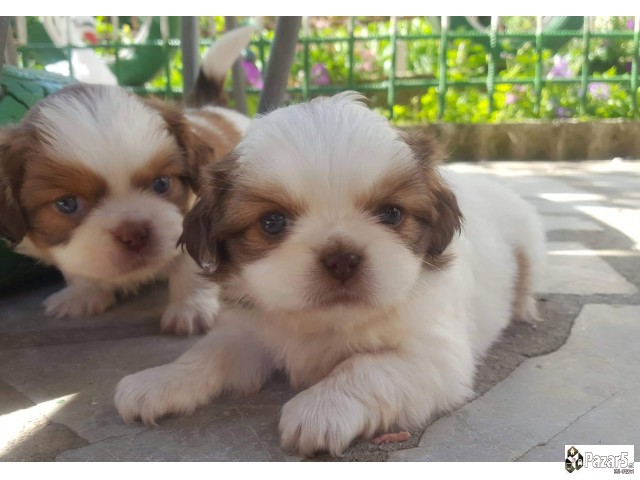 Пекинезери