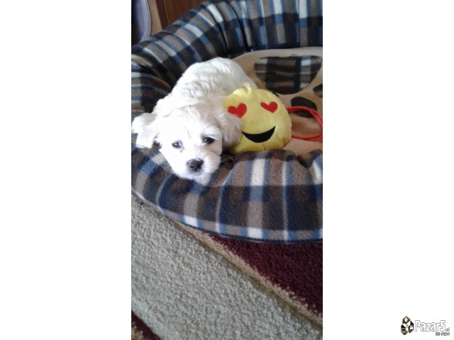 Prodavam Zenka Maltezer Stara 40 Dena