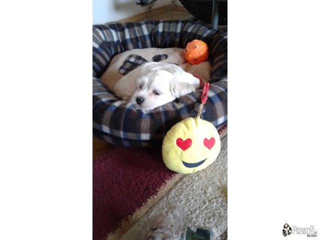 Prodavam Zenka Maltezer Stara 40 Dena