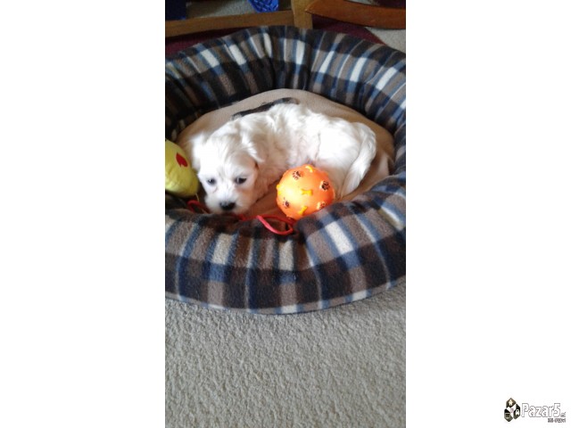 Prodavam Zenka Maltezer Stara 40 Dena