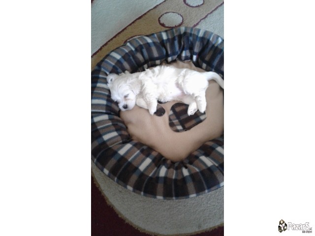 Prodavam Zenka Maltezer Stara 40 Dena