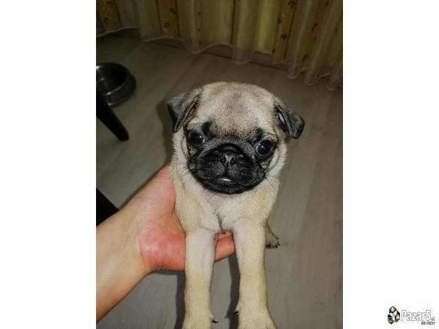 Kucenca Mops Pug