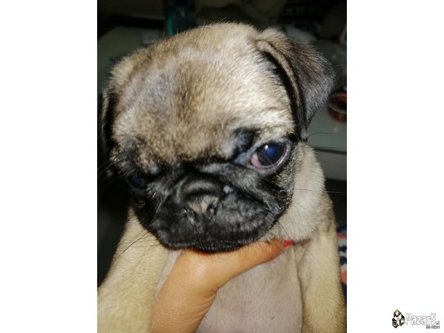 Kucenca Mops Pug