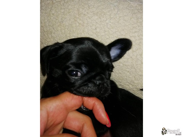 Kucenca Mops Pug