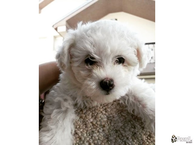 се продава малтезер 