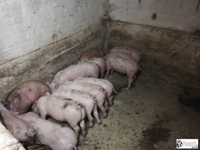 Продавам прасиња