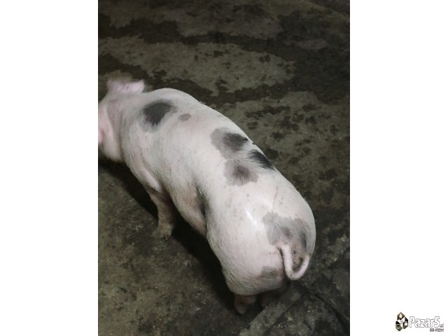 Продавам прасиња