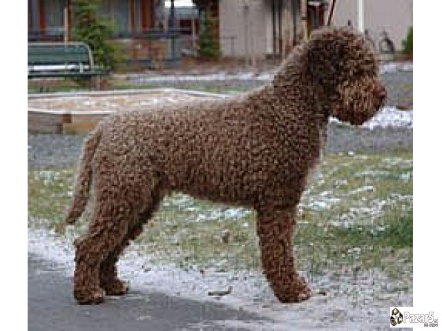 Кучиња Lagotto Romagnolo