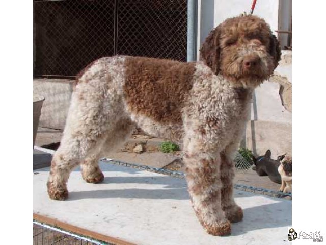 Кучиња Lagotto Romagnolo