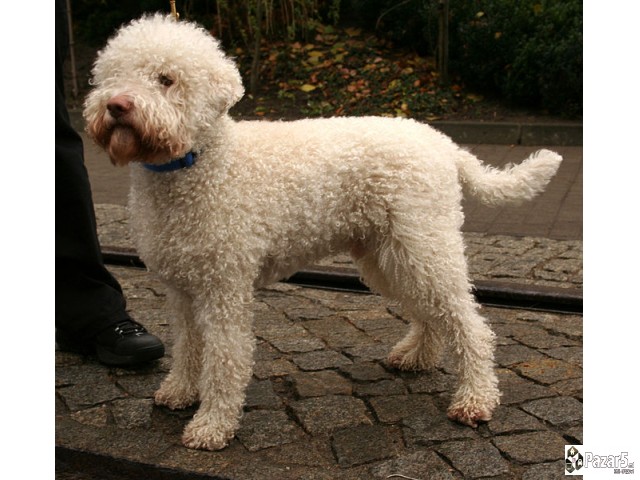 Кучиња Lagotto Romagnolo