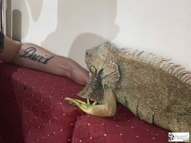 Iguana