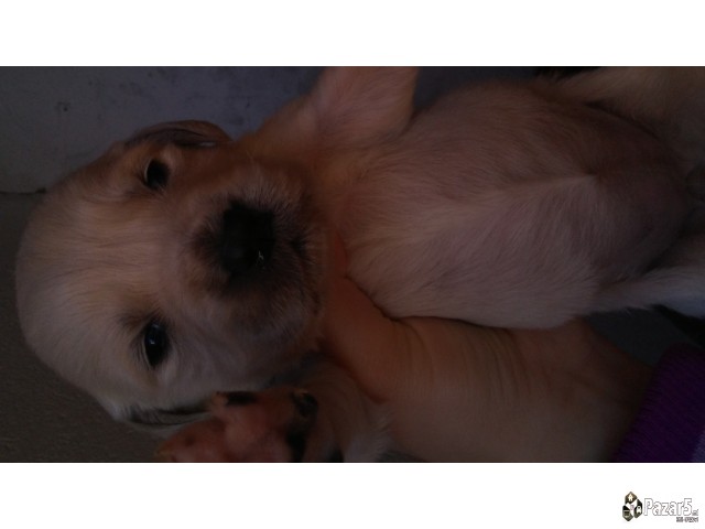 Злaтни ретривери