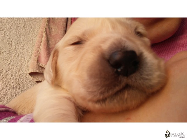 Злaтни ретривери