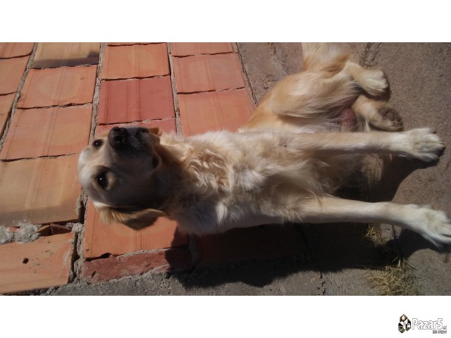 Злaтни ретривери