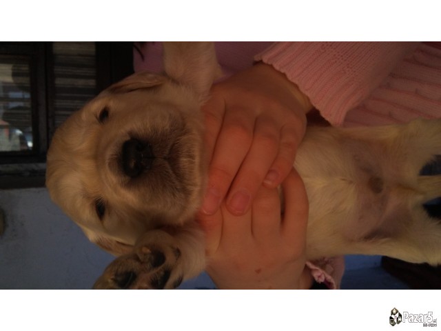 Злaтни ретривери