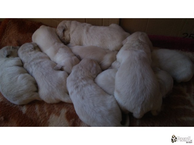 Злaтни ретривери