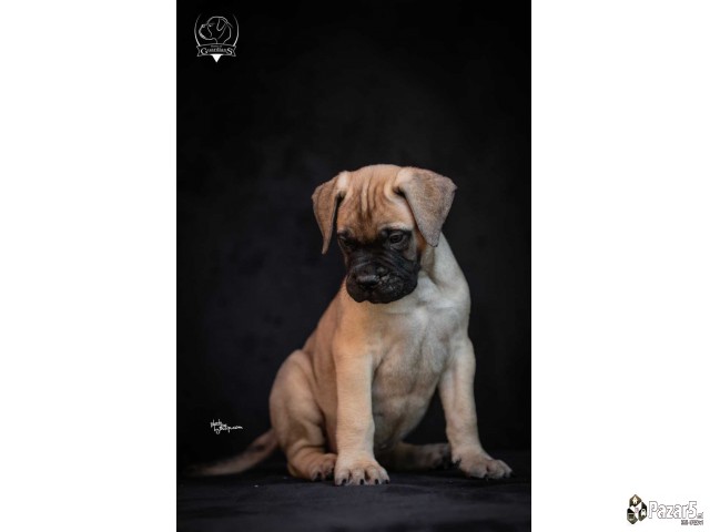 Odgajivačnica Bullmastiff-a 