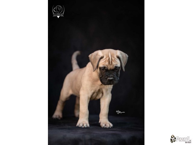 Odgajivačnica Bullmastiff-a 