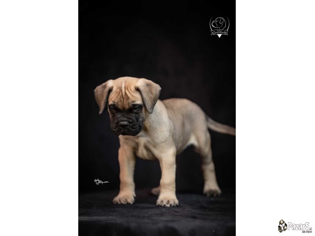 Odgajivačnica Bullmastiff-a 