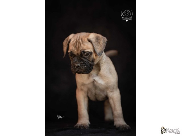 Odgajivačnica Bullmastiff-a 