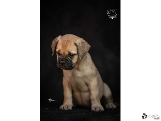 Odgajivačnica Bullmastiff-a 